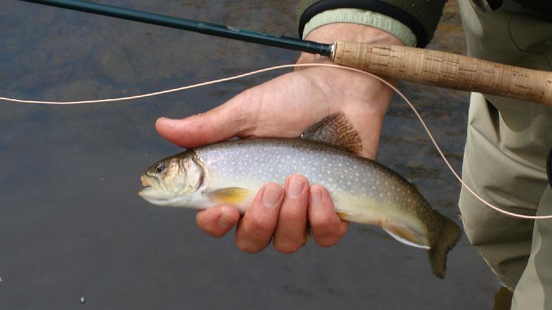 White Deer Brookie2.JPG